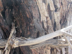 Sceloporus clarkii clarkii