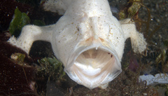 Antennarius hispidus