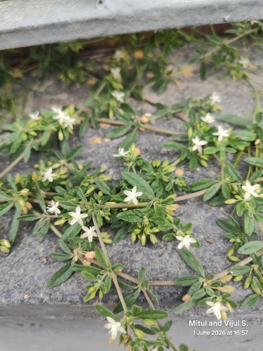 Glinus oppositifolius, photograph 6