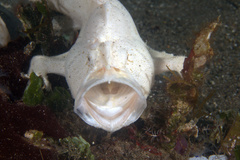 Antennarius hispidus