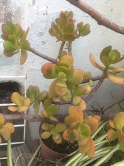 Crassulaceae