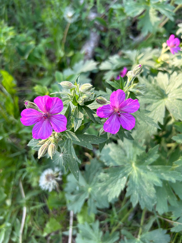sticky geranium