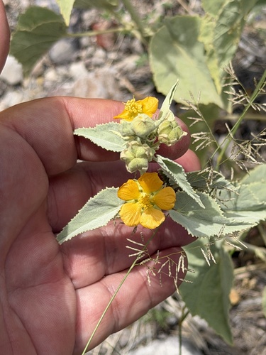 Yellow Indian Mallow