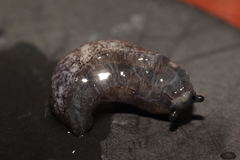 Milacidae