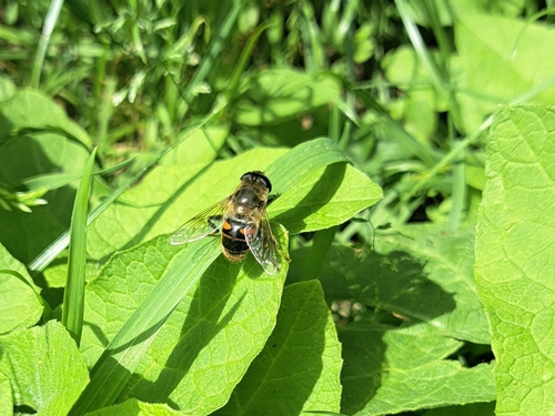 Common Drone Fly