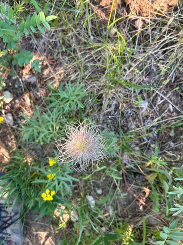 pulsatilla de pradera