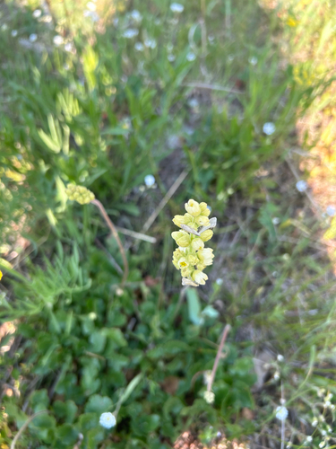 roundleaf alumroot