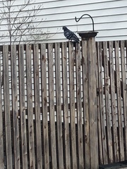 Columba livia domestica