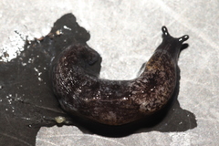 Milacidae