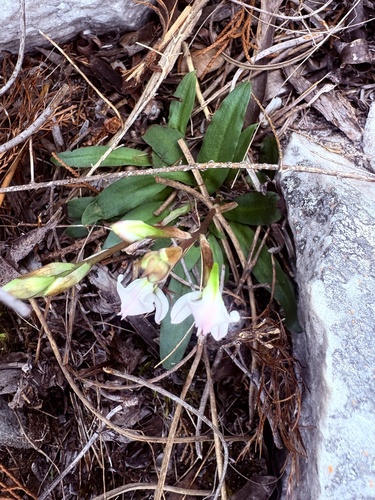 Disa sagittalis, photograph 2