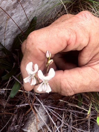 Disa sagittalis, photograph 3