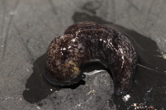 Milacidae