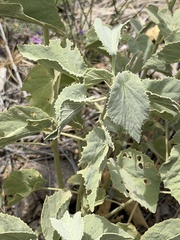 Abutilon malacum, photograph (c) Ian McFaul, some rights reserved (CC BY)