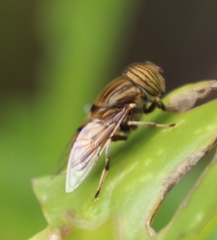 Eristalinus barclayi
