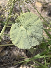 Abutilon malacum, photograph (c) Ian McFaul, some rights reserved (CC BY)