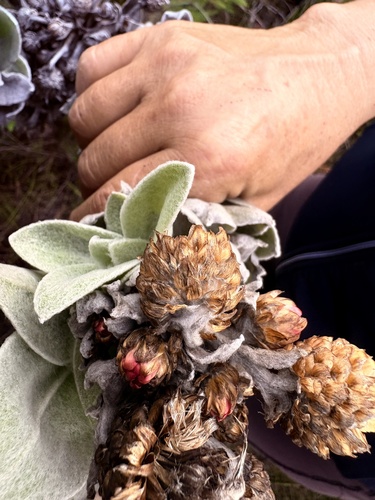 Syncarpha eximia, photograph 2