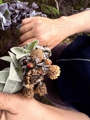 Syncarpha eximia, photograph (c) Christina, some rights reserved (CC BY)
