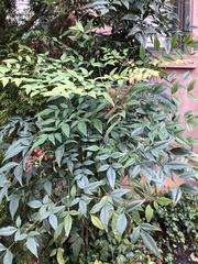 Pseudocercospora nandinae