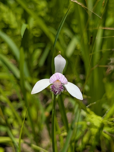 Pogonia japonica