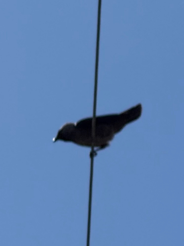 Eurasian Jackdaw