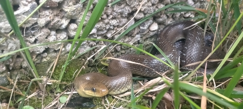 Aesculapian Snake