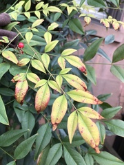 Pseudocercospora nandinae