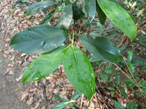 Garcinia oblongifolia observed 2026-06-01