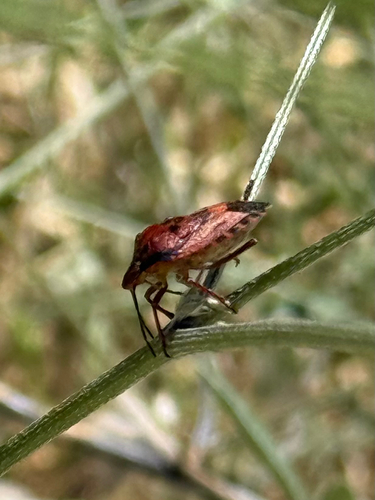 Carpocoris mediterraneus mediterraneus