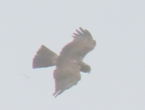 iNaturalist image