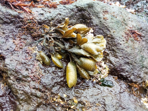 Fucus evanescens observed 2026-05-08