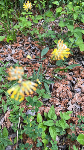 Common Kidney-Vetch