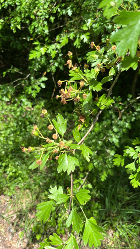 common hawthorn