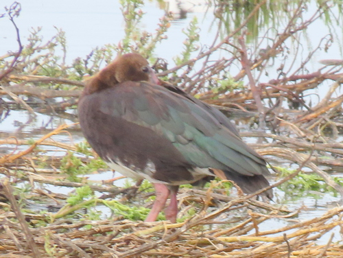 iNaturalist: (c) Gigi Laidler, some rights reserved (CC BY-NC), uploaded by Gigi Laidler iNaturalist image