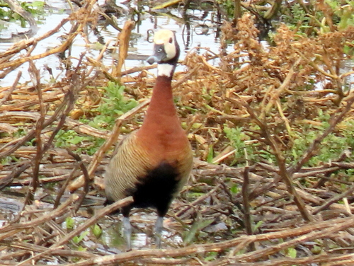 iNaturalist: (c) Gigi Laidler, some rights reserved (CC BY-NC), uploaded by Gigi Laidler iNaturalist image