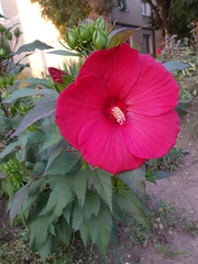 Hibiscus
