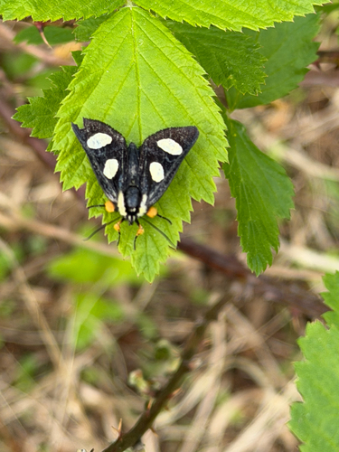 Eight-spotted Forester Moth