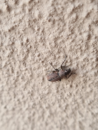 Fuller's rose weevil