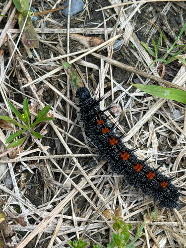Mourning Cloak