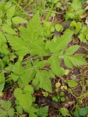 Hydrophyllum tenuipes