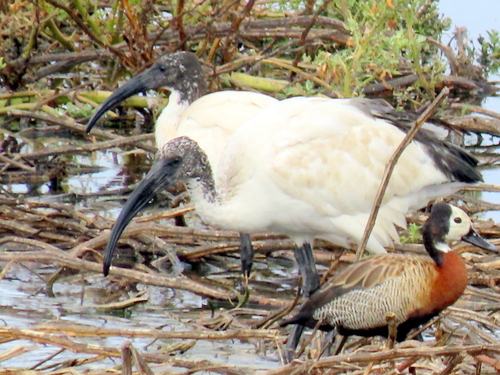 iNaturalist image