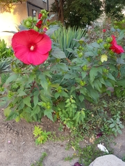 Hibiscus