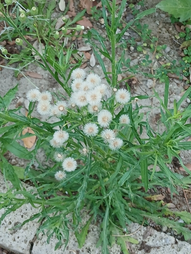 Flax-leaved Horseweed