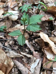 Cardamine diphylla