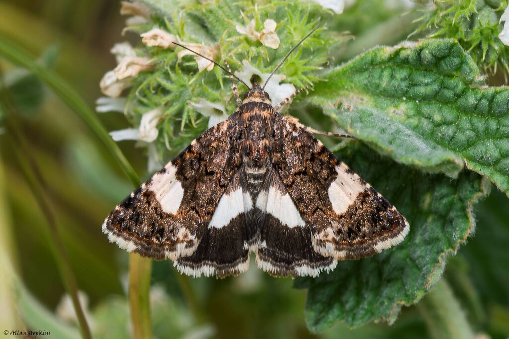 Four-spotted Moth