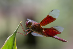 Camacinia gigantea