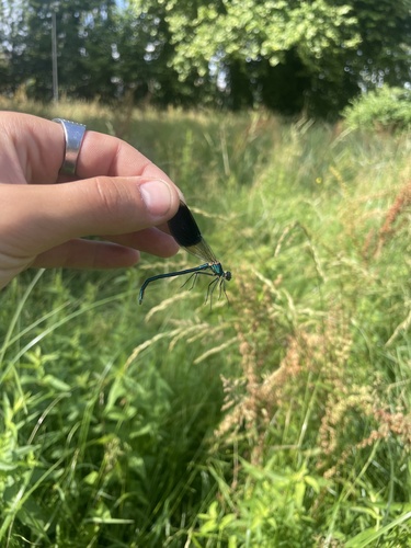 Banded Demoiselle