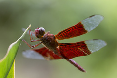 Camacinia gigantea
