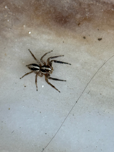 Pantropical Jumping Spider