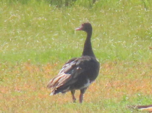 iNaturalist image