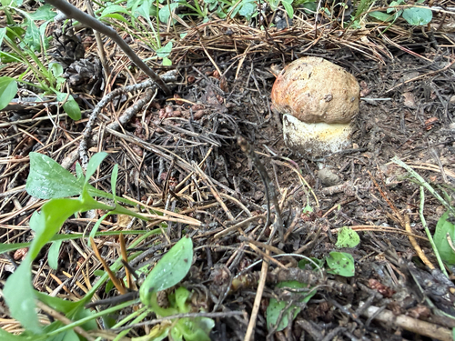 iNaturalist observation photo of Spring King Bolete